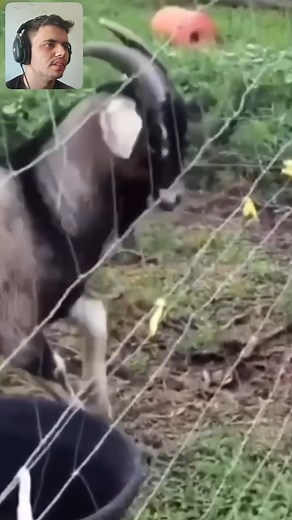 Animals VS Electric fence shock LOL 🤣⚡️#funnyvideos #eletricfence #funnyanimals | Eletric FENCE
