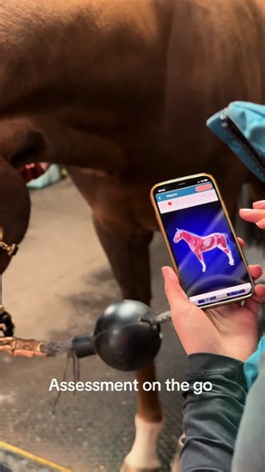 Real-Time Horse Physio Assessments Using an App