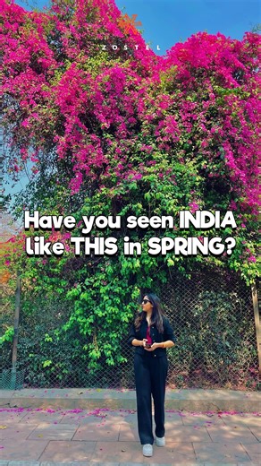 Believe it or not, this is India!🤩 Spring in India is no less than a floral 🌸 party. A burst of colours & fragrance engulfs every city during this time. The usual grey landscape 🏙️of your city turns into a kaleidoscope with flowers blooming in every turn & corner✨. If you haven’t treated your eyes😍 to these views yet, then step out & #SpringItOn.🎉 🎥: @dronemunda @supritha_ss @the_mirage14 @nikhleshtyagii . . . #Zostel #liveitnow #springseason #springtime #flowers #springflowers #springinin