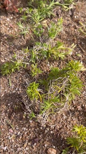 芝桜の地植え1週間経過