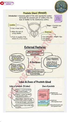 Prostate Gland Anatomy | One Page Notes #shorts #prostate #glands #malereproduction#mbbs #song#notes