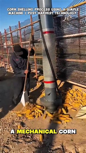Corn Shelling Process Using a Simple Machine | Post-Harvest Technology.