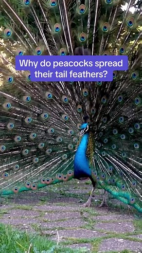 Why do peacocks spread their tail feathers? #AnimalFacts #peacock #edutok #TikTokTaughtMe
