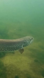 Slow motion pike attack is wild 🔥 #pike #fishing #underwater #pikeattack #fish #underwaterworld #fishingvideo #livebait #underwatercamera | Underwater World