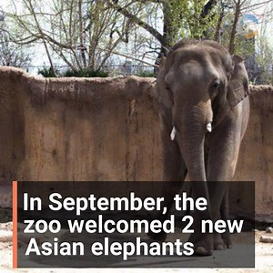 15K views · 3 comments | With the newest addition of Chuck and Jake, the Denver Zoo now has the largest male elephant herd in the nation! Learn more here: https://bit.ly/2tTV3OP | Arvada Now | Facebook