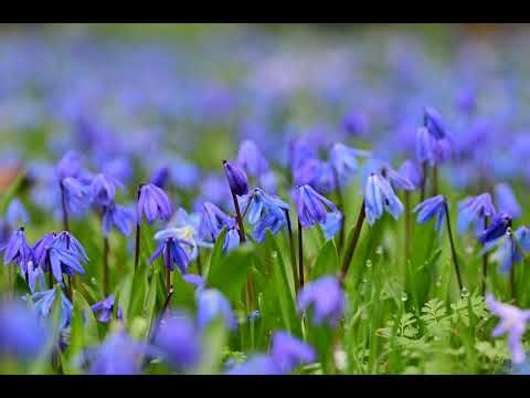 Guided meditation for Lesson 76 - I am under no laws but God's