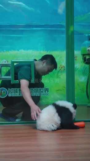 #pandacore #panda #anime