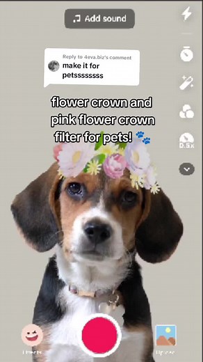Creative Filters for Pets: Flower Crown Effects