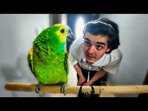 This Bird is a MANIAC - Wild Amazon Parrot Training Part 1