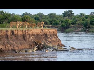 Trapped Below The Cliff : The Lion Cub vs The Crocodiles