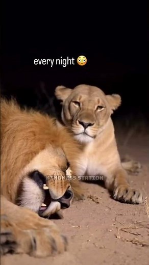 Funny Lion Snoring Loudly Until His Lioness Slaps Him Awake | Funny Animal Moments 😂🦁