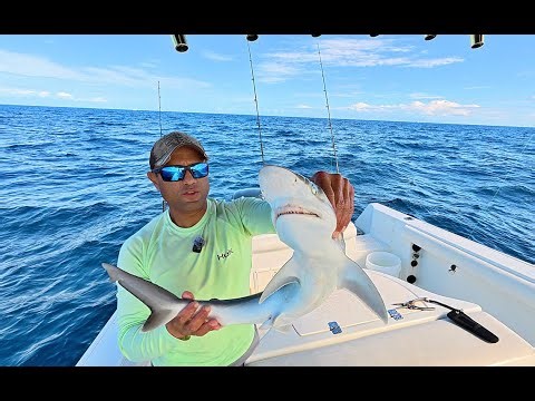 Florida Keys Fishing Big Mutton Snapper, Baby Shark