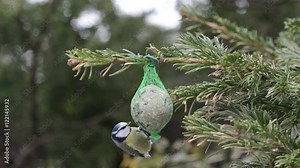 Blue tit and sparrow feeding on bird fat ball in winter
