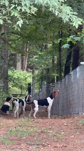 Got a 🦝 treed just outside the pen | Saline River Tree Dogs- SRTD