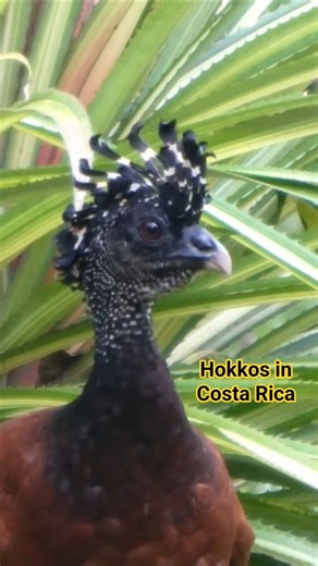 #vögel #birds #vogel #wildlife #greatcurassow #hokko #rainforest #costarica #tierfilm #doku #natur