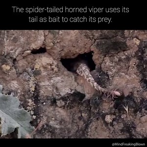 300K views · 882 reactions | Now that's quite the trick! | Reptile Farm | Facebook