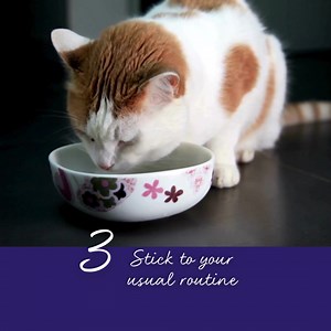 12 reactions | ✨ Help Your Cat Navigate the Festive Season with...