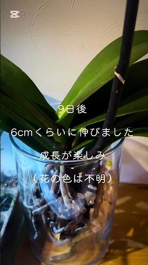 【庭LIFE】胡蝶蘭の土なし栽培①