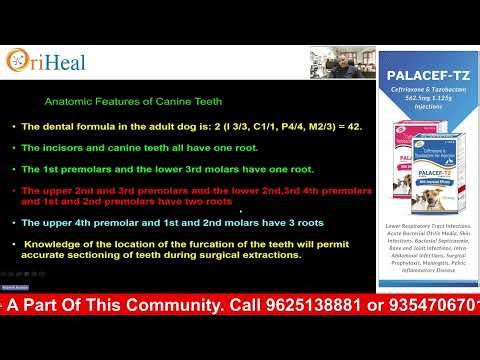 Tooth Extraction in Small Animals:Indications, Instrumentation & Step-by-Step Procedures: Dr. Adarsh