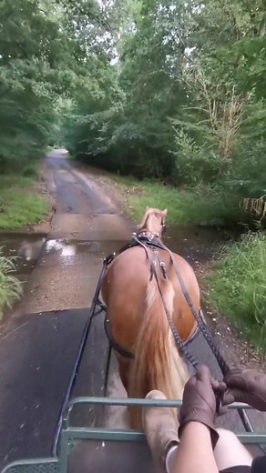 April's Favorite Carriage Driving Experience in the New Forest