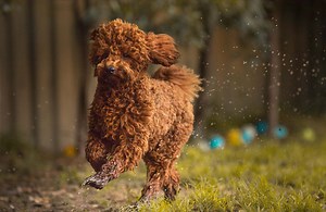 Breeding age of dogs, limits, frequency and state laws