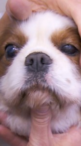 The awful truth behind dog's obsessive scratching! 🥺 | Bondi Vet