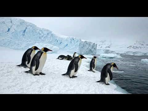 Antarctic March: 4K King Penguin Colony | Cinematic Nature Loop