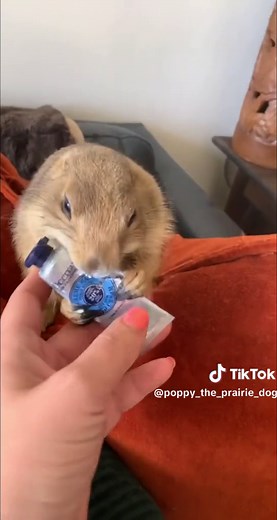 Naughty Poppy Compilation! Watch to the end 😂😂😂 • • • #tiktokviral #prairiedog #animals #pet #funny #petlover #animal #instanimals #cute #fyp #foryou #foryoupage #viral #fypシ #poppytheprairiedog #viralreels #reels #reelsinstagram #trending #trendingvideo #tiktoker #compilation