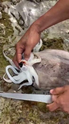 The Most Satisfying Octopus Beak Removal