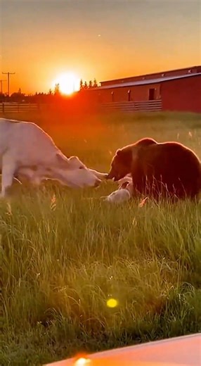 Cow SMACKS Bear into next week! 🐮💥🐻 (Instant Karma)