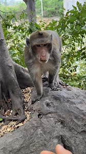 Eating eggs with monkey 😇🐒 #Monkeyreels #funnymonkeyvideos #monkey #MonkeyLife #monkeyseemonkeydo | Funny Voice Over