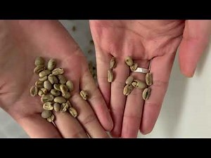 How a Color Sorting Machine Works | Components & Operation Explained