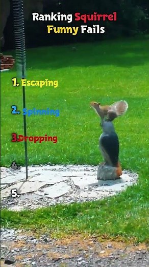 🐿️ Ranking Squirrel Funny Fails 😂🌰 || #squirrels #funnyanimals #ranking