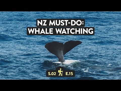 Whale Watching in Kaikoura, New Zealand! | Reveal New Zealand S2 E15
