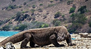 98K views · 753 reactions | Prehistoric Animals - Wildlife  | Animal Channel | Facebook