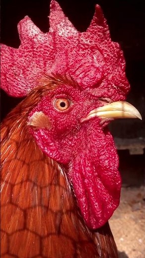 Flight or Fight: Understanding Chickens' Fear Response