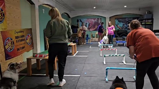 Group Class / Halloween Party AlphaleaderK9Training | Alphaleadertraining