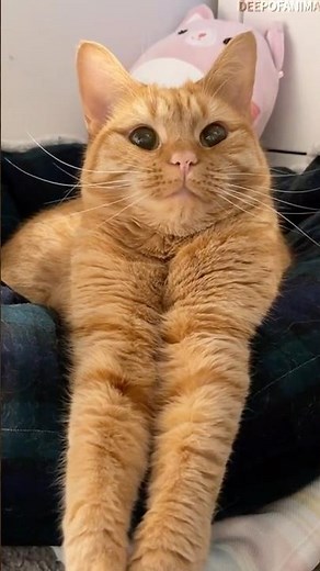 Why Are Orange Cats Activites Always So Strange?😼 #cat #orangecat