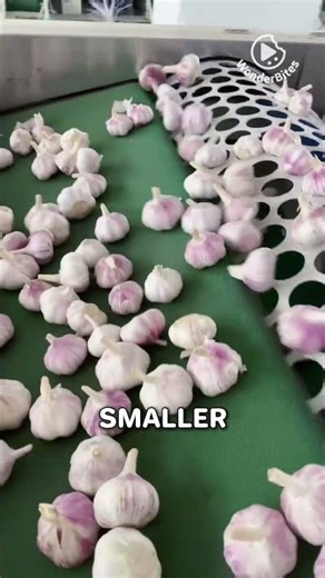 How Garlic Gets Sorted Like a PRO!