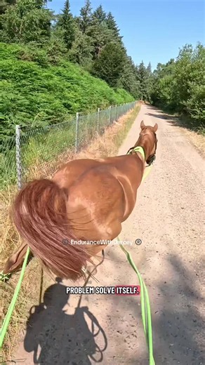 Long-reining a young horse: what is it and how to start