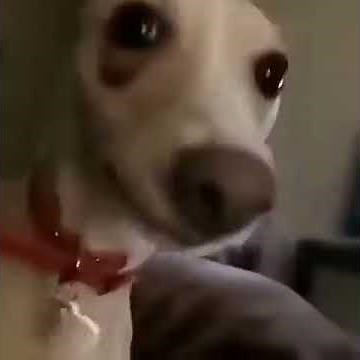 Dog running around room meme