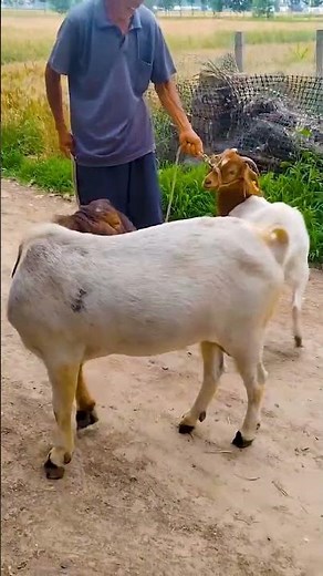 The Hidden World of Goats 🐐🌱
