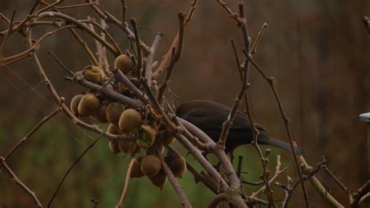 Free video - Bird, Brown, Animal, Feathers