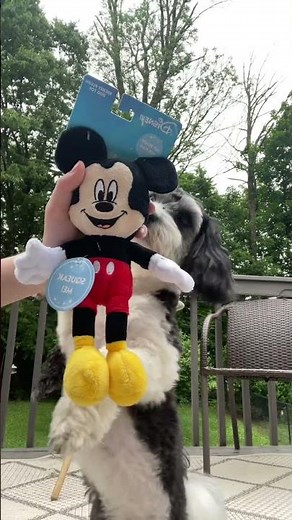 Dog store haul. Read description #petsmart ‪@petsmart‬