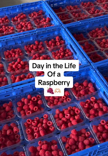 Raspberry Farming: A Day in the Life of an Australian Farmer