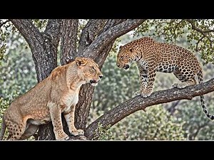 🦁🔥 Lion vs. Leopard – The fiercest battles between big cats ever recorded 🐆⚔️