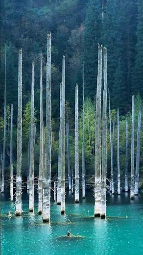 A Ghost Forest Lies Beneath This Lake