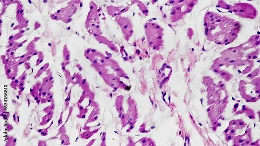 Cross section of human smooth muscle filmed under microscope with 400x magnification on bright field. Isolated macro footage of cells layers. Study anatomy in biological lab with science equipment