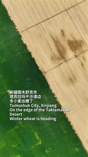 高空俯瞰，这黄绿对比太震撼了！A bird’s-eye view—the contrast between yellow and green is simply stunning!