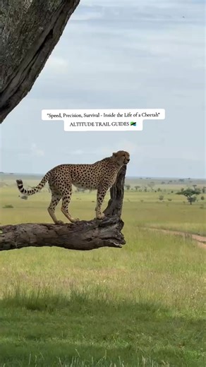 Cheetahs embody one of the most remarkable survival strategies in the African wilderness. Built for speed and precision, a cheetah can accelerate from 0-100 km/h in only a few seconds, making it the fastest land animal on Earth. Yet its life is not only about speed. Every hunt requires patience, strategy, and perfect timing. Unlike many other predators, cheetahs rely on daylight to hunt, using their exceptional eyesight to locate prey across the open savannah. Their slender bodies, long tails fo
